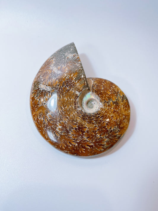 Ammonite pieces（DM)