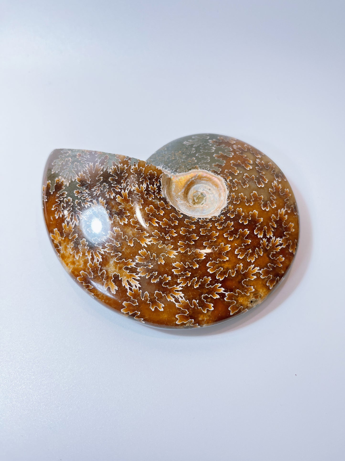 Ammonite pieces（DM)