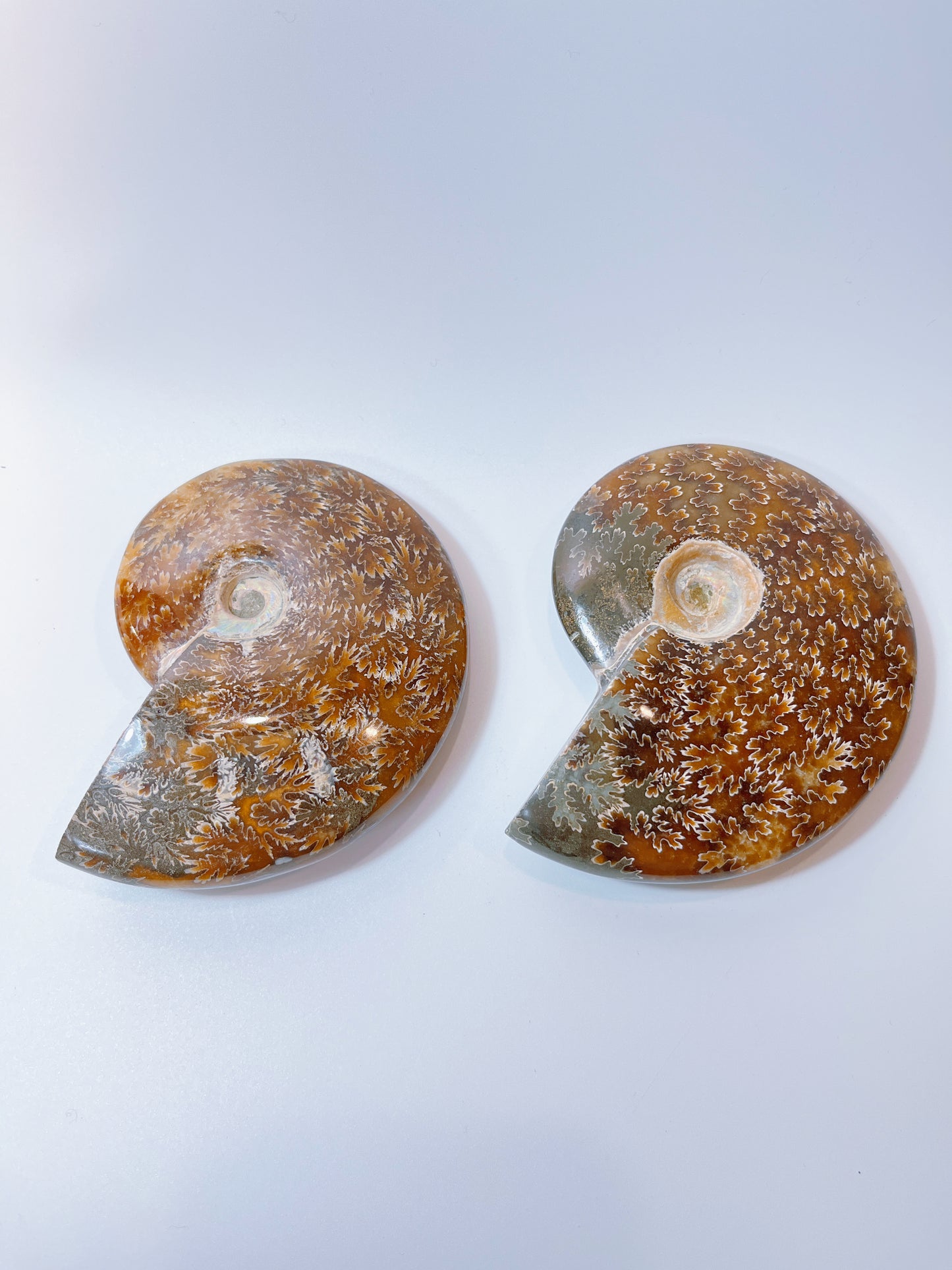 Ammonite pieces（DM)