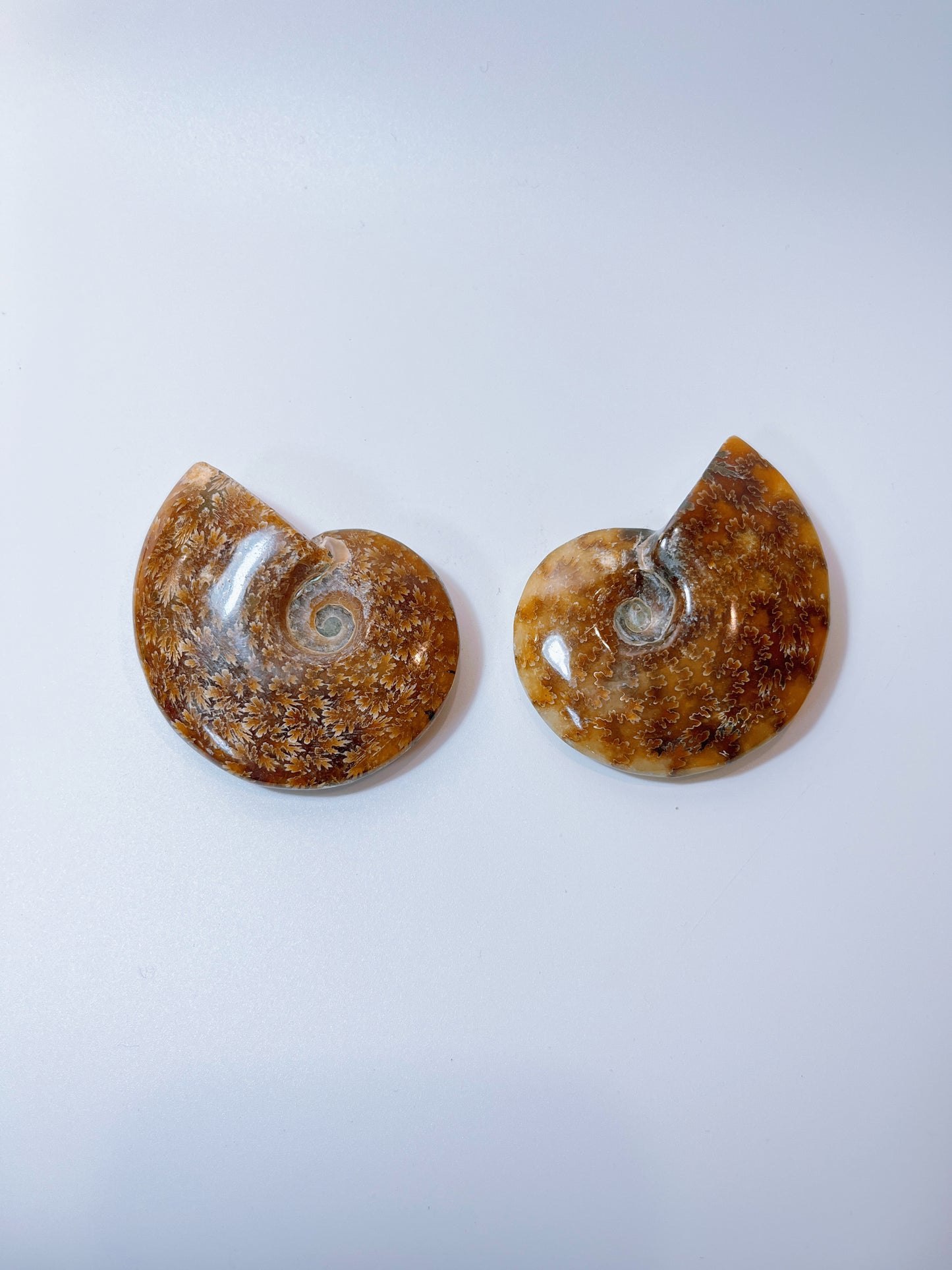 Ammonite pieces（DM)