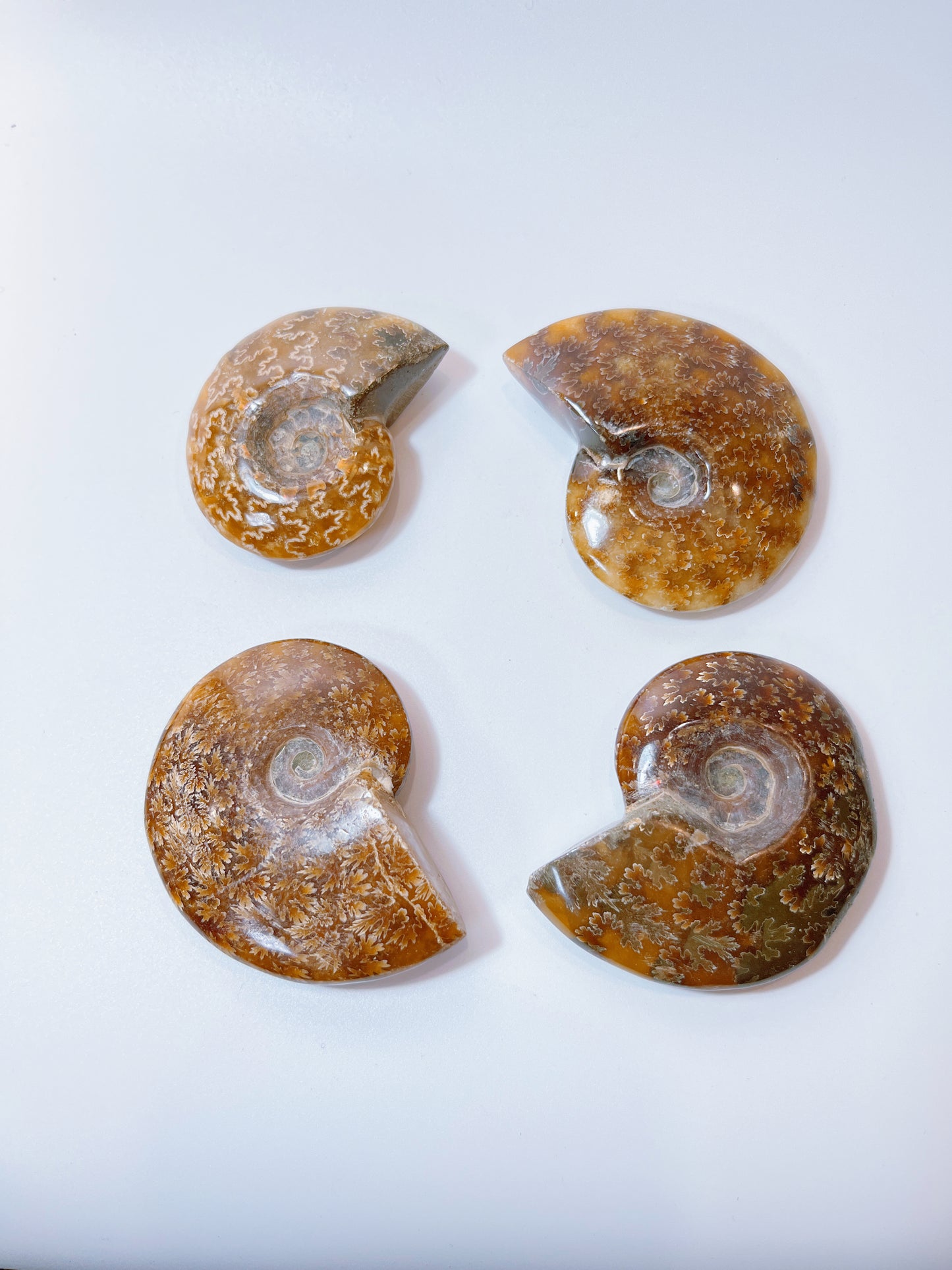 Ammonite pieces（DM)