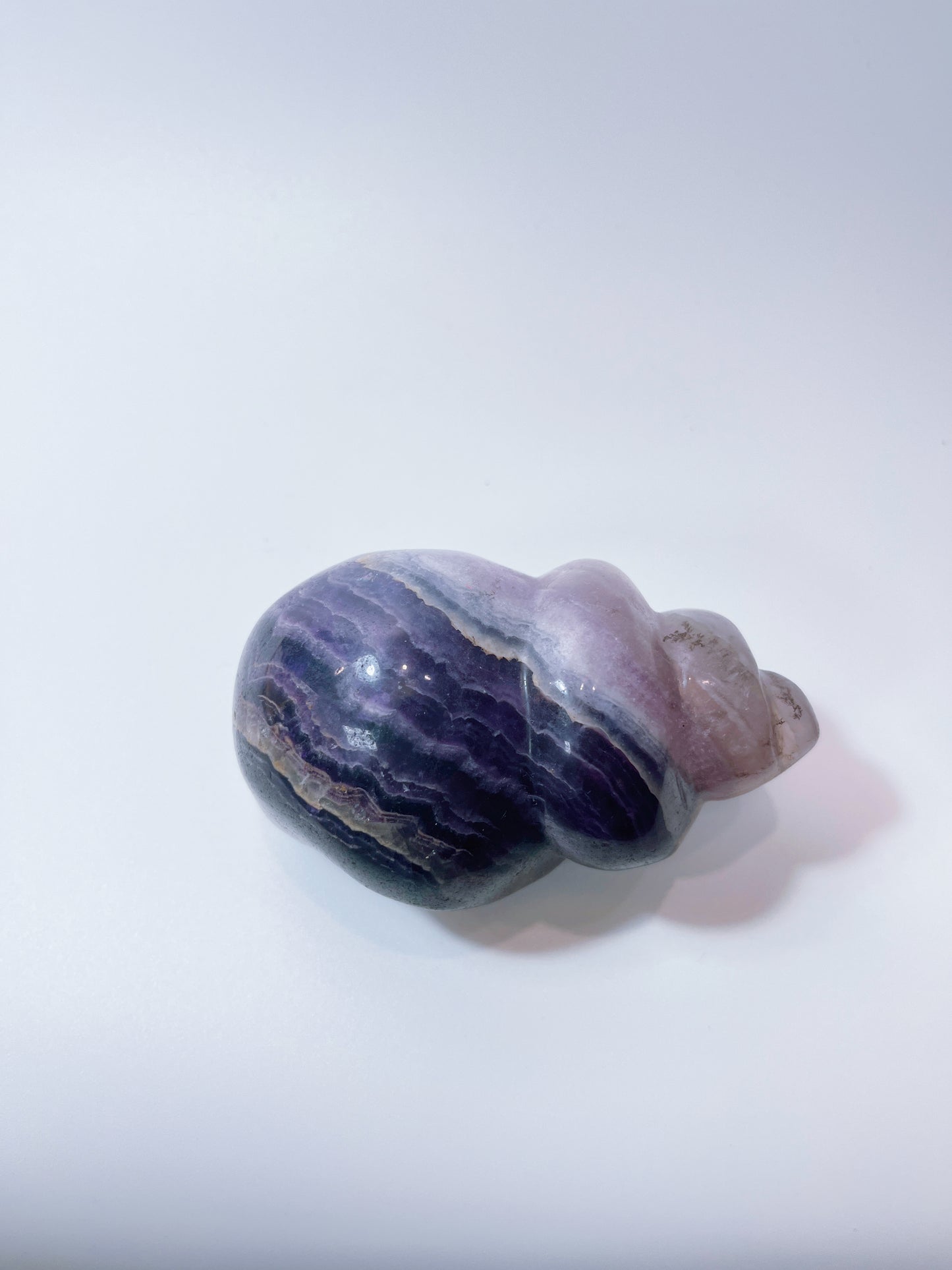 Purple Fluorite Snail