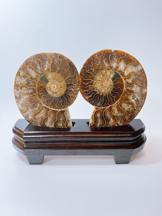 Ammonite pieces (cut open) （DM)