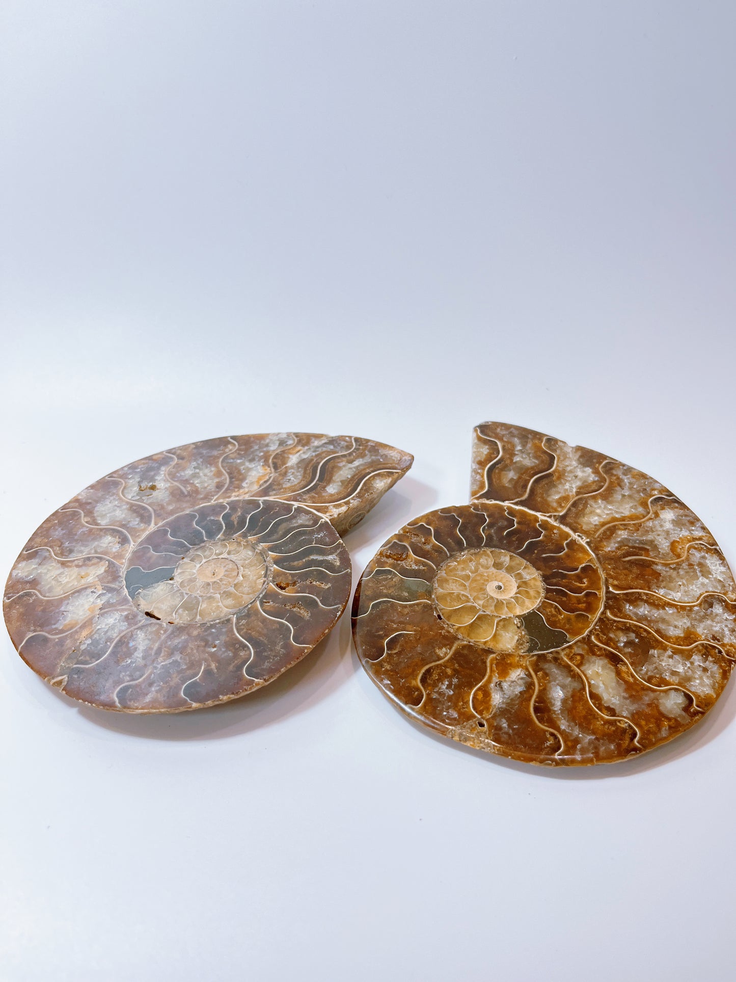 Ammonite pieces (cut open) （DM)